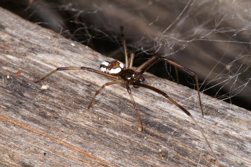 Latrodectus_hasselti_D3645_Z_88_Hamelin pool_Australie.jpg